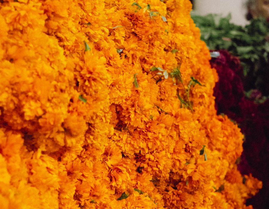 Flor de cempasúchil de Atlixco